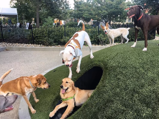 Dog Park at Washington Park photo 2